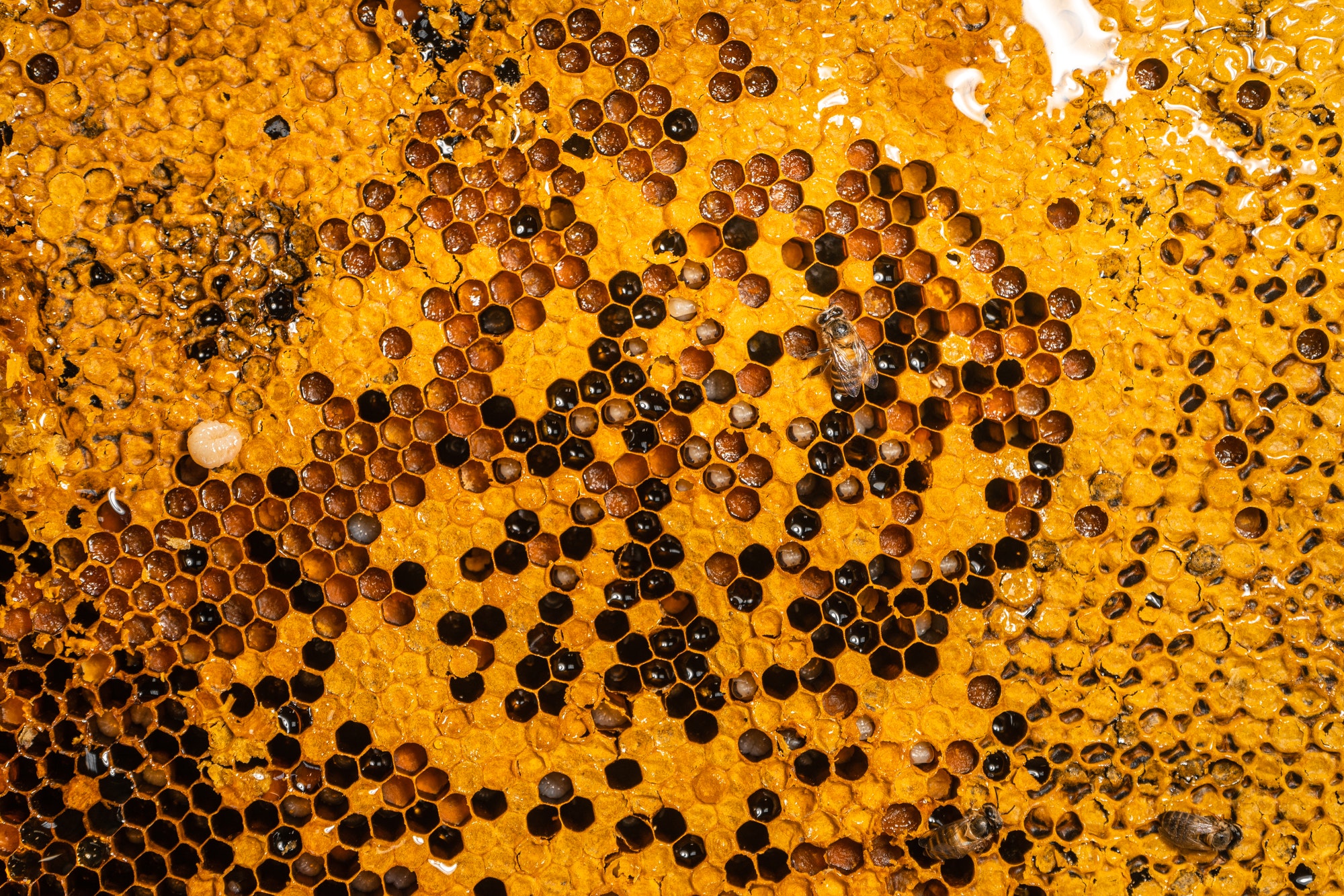 Close-Up Of Honey Bee Comb,honeycomb pattern with Bee nest