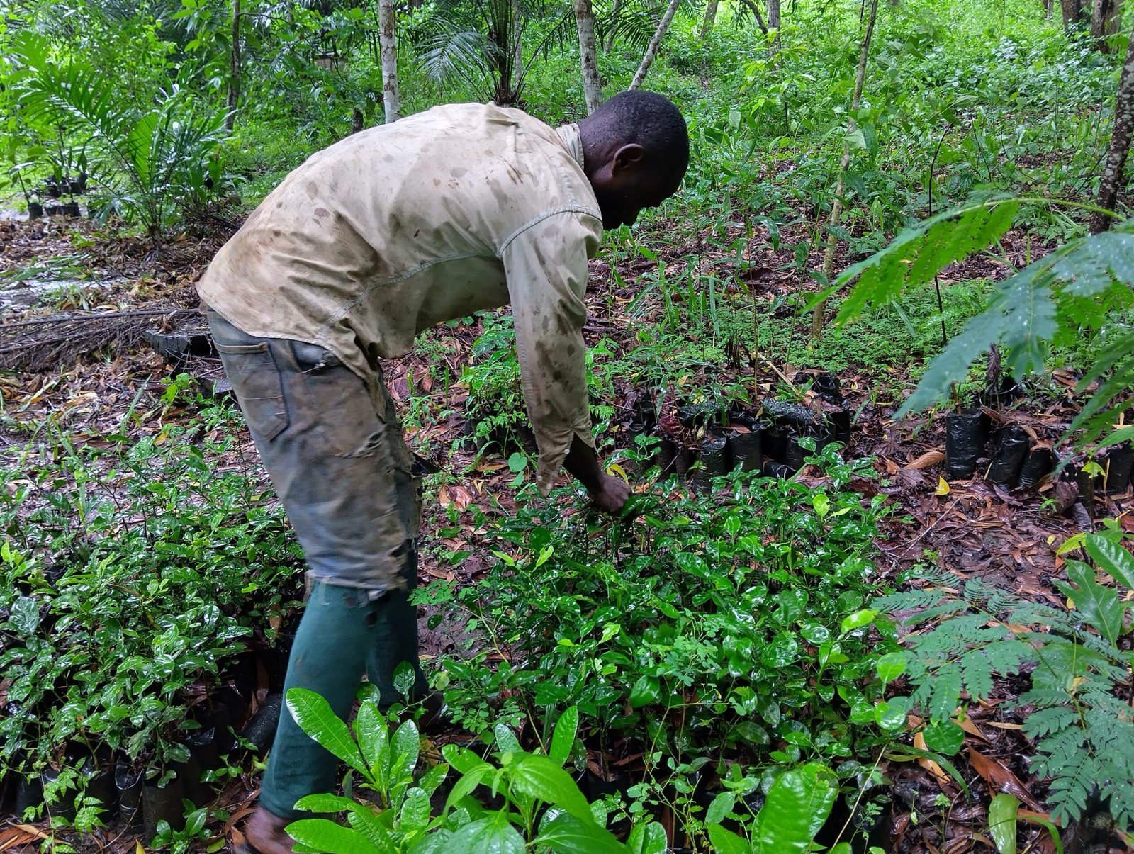 Un homme travaille au milieu des jeunes plants d’une pépinière, mission 2025.